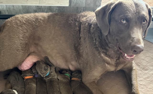 Chesapeake Bay Retriever Puppies media 15