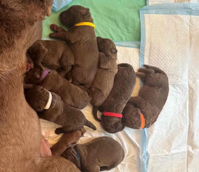 Chesapeake Bay Retriever Puppies media 14