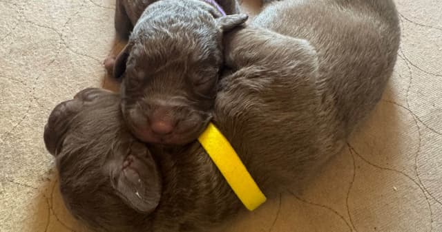 Chesapeake Bay Retriever Puppies media 7
