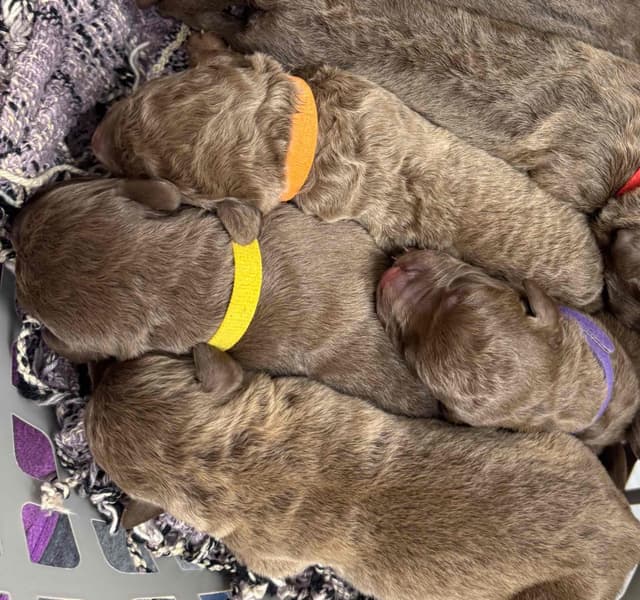 Chesapeake Bay Retriever Puppies media 11