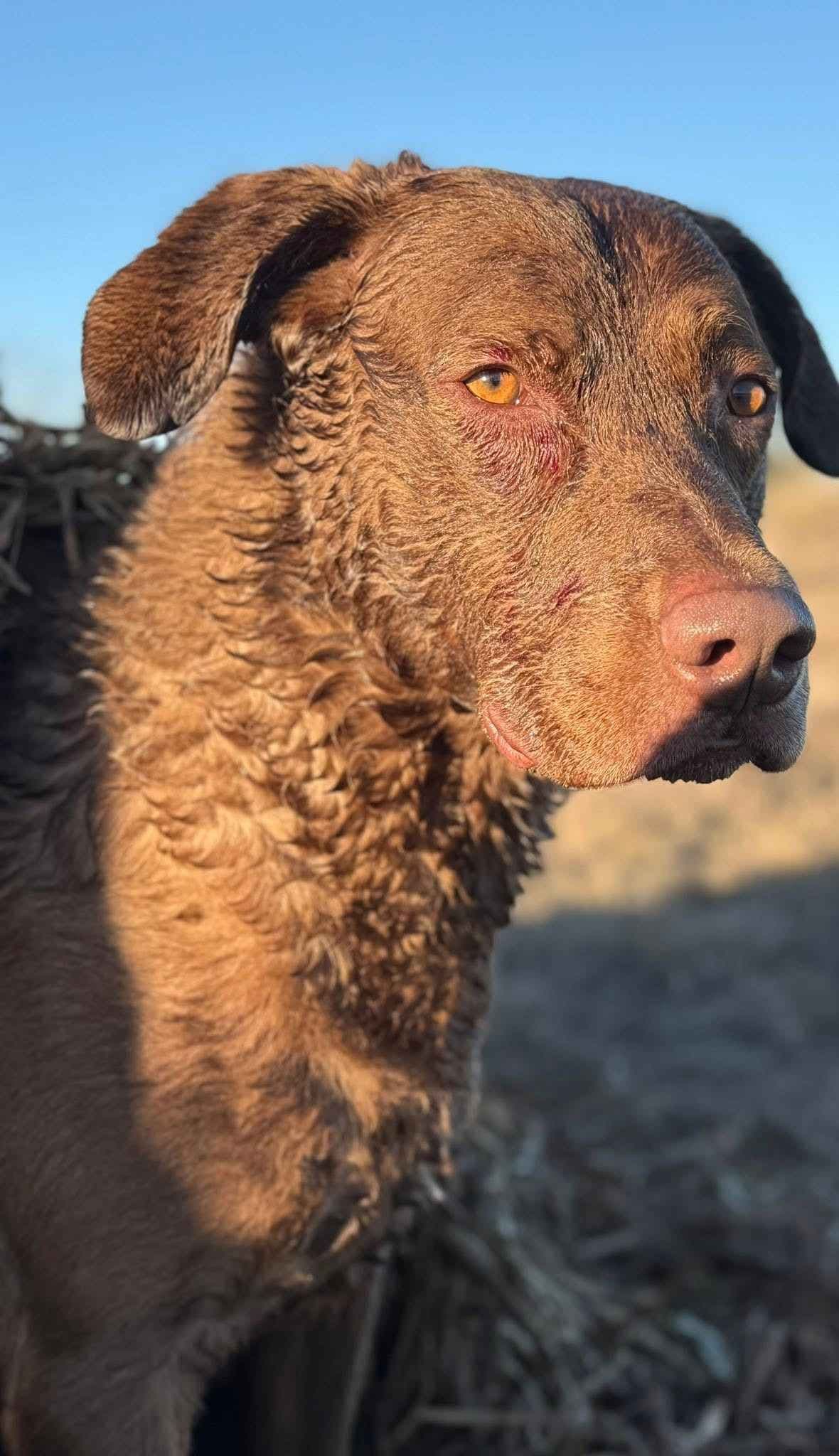 Chesapeake Bay Retriever Puppies breeder image 1