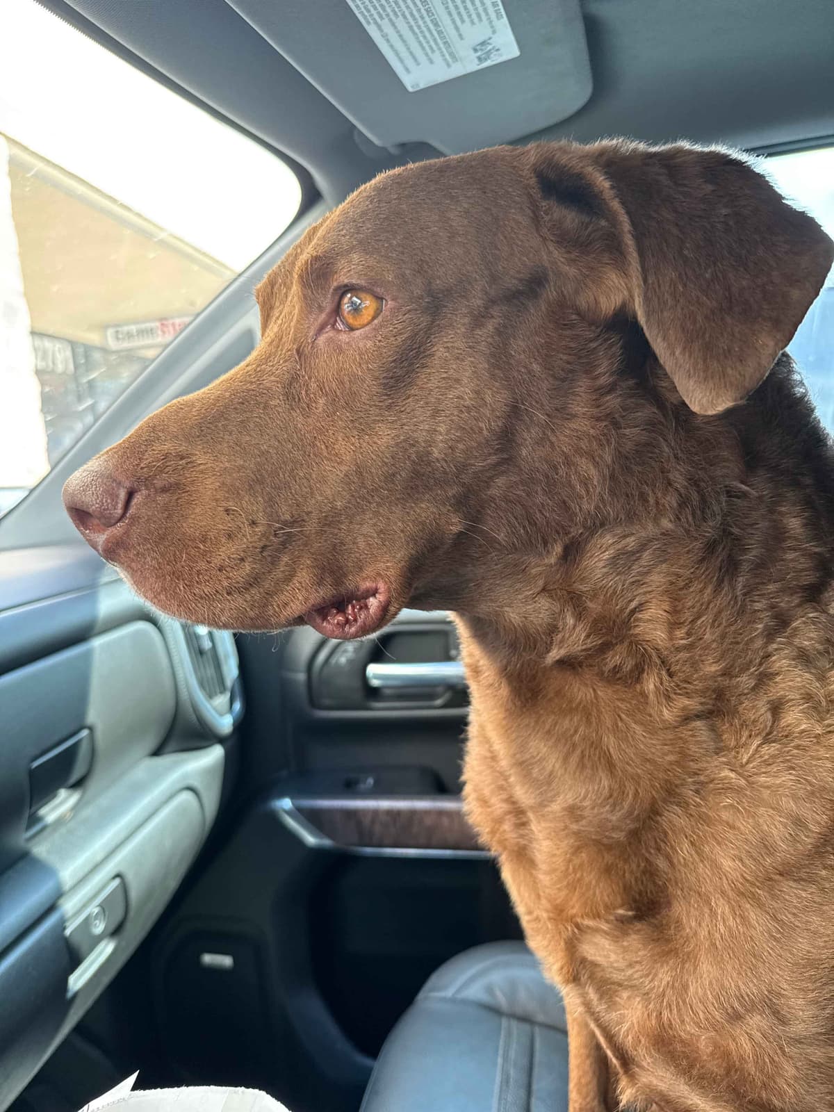 Chesapeake Bay Retriever Puppies breeder image 3