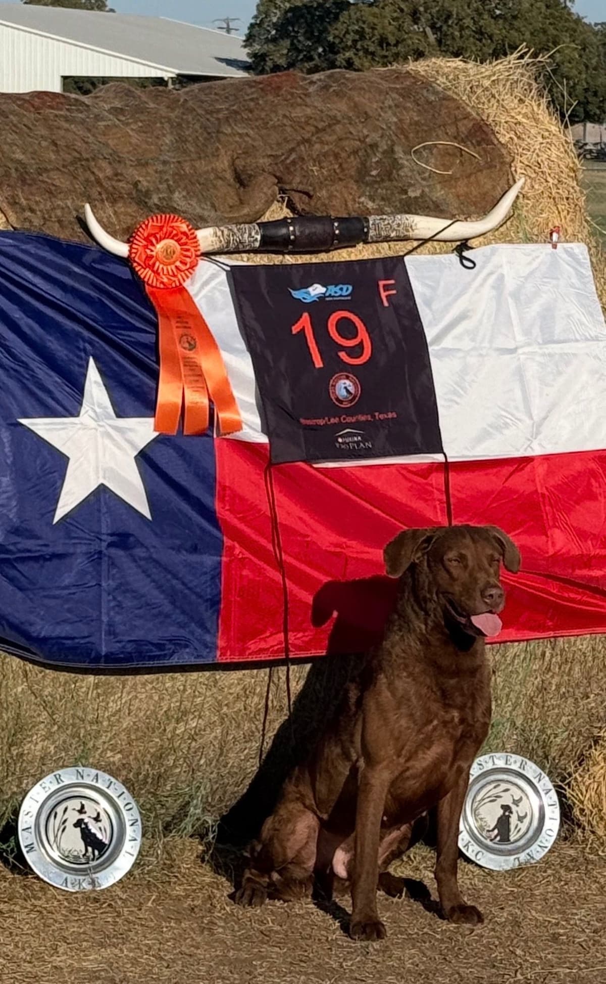 Chesapeake Bay Retriever Puppies breeder image 4