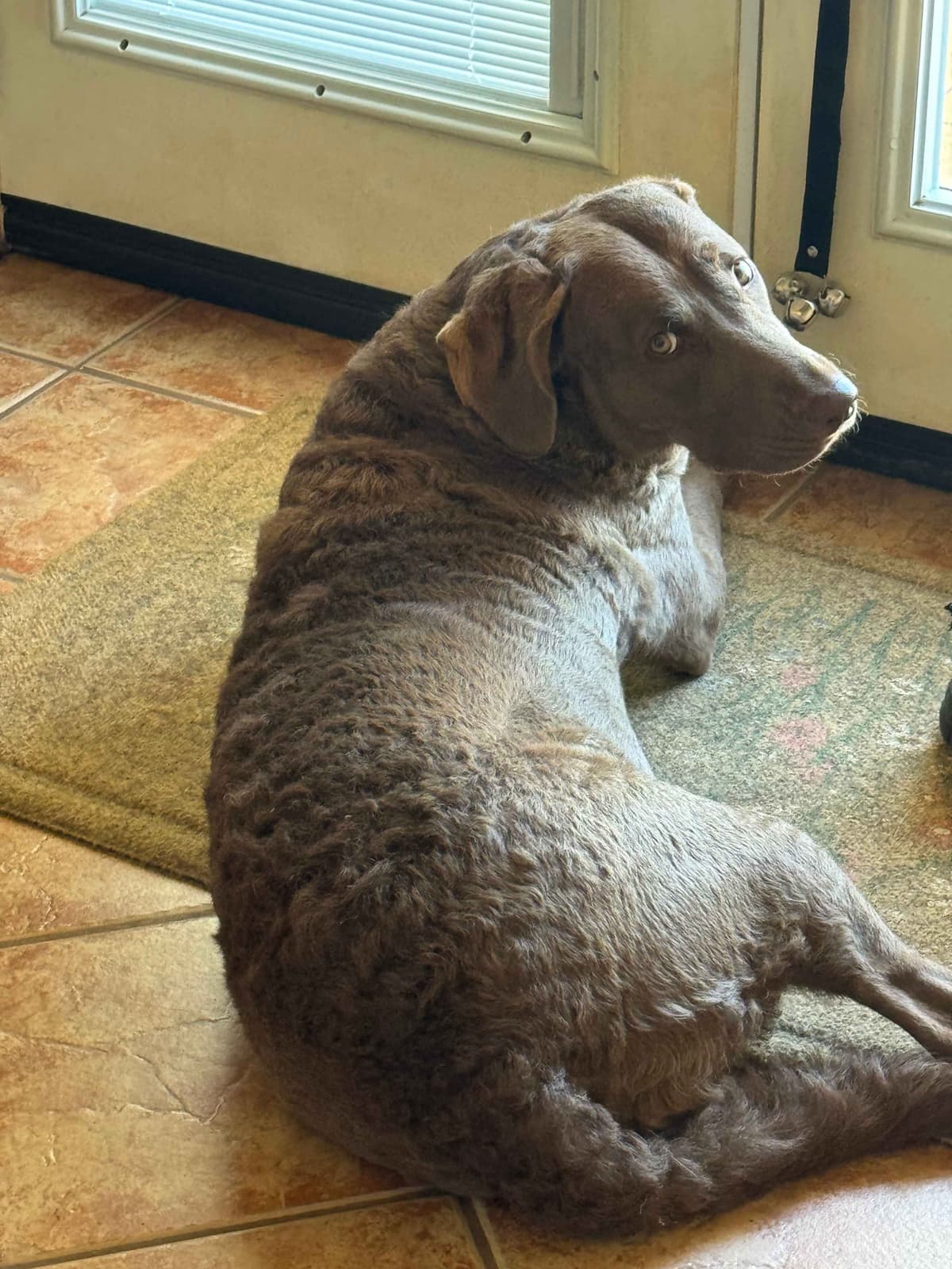 Chesapeake Bay Retriever Puppies breeder image 7