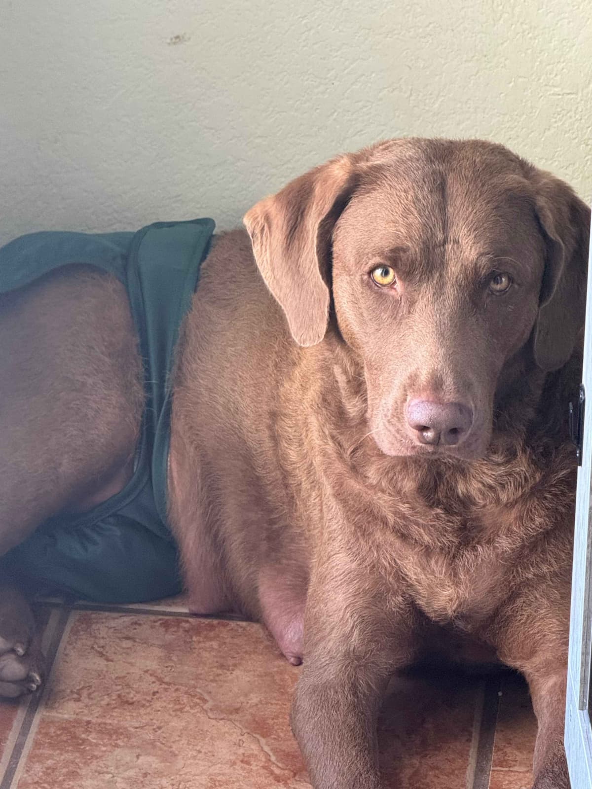 Chesapeake Bay Retriever Puppies breeder image 8