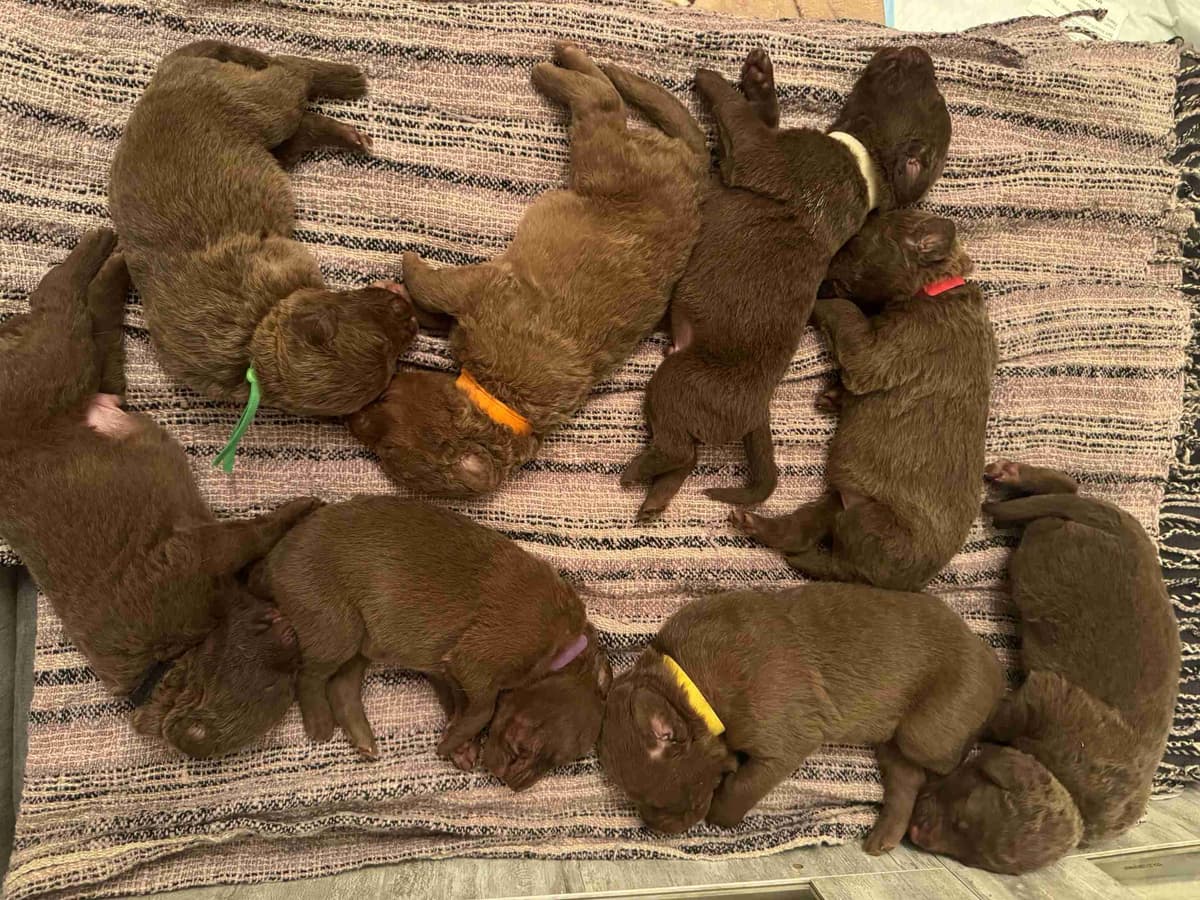Chesapeake Bay Retriever Puppies breeder image 9