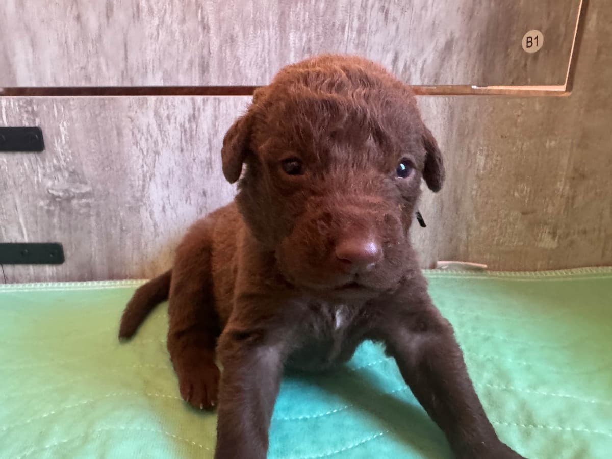 Chesapeake Bay Retriever Puppies breeder image 10
