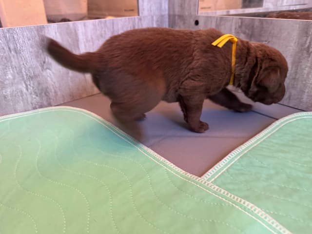 Chesapeake Bay Retriever Puppies media 5