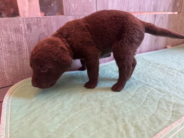 Chesapeake Bay Retriever Puppies media 8