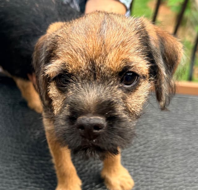 Border Terrier Puppies media 2