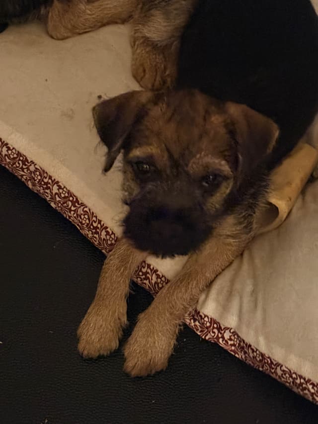 Border Terrier Puppies media 3