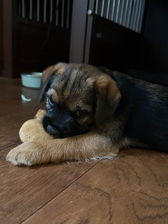 Border Terrier Puppies media 4