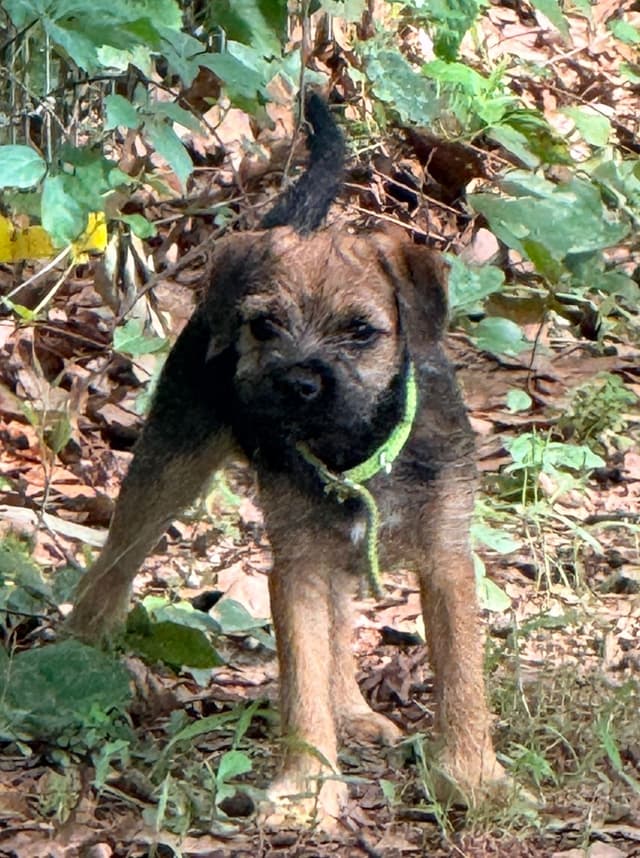 Border Terrier Puppies media 5