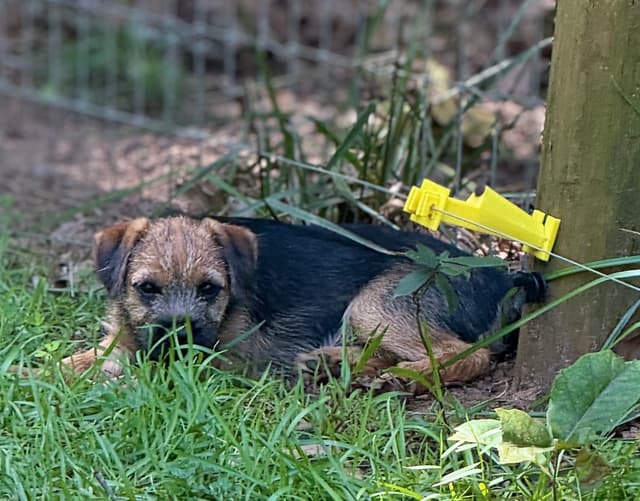 Border Terrier Puppies media 6