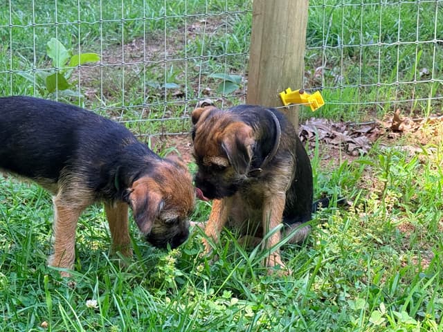 Border Terrier Puppies media 7