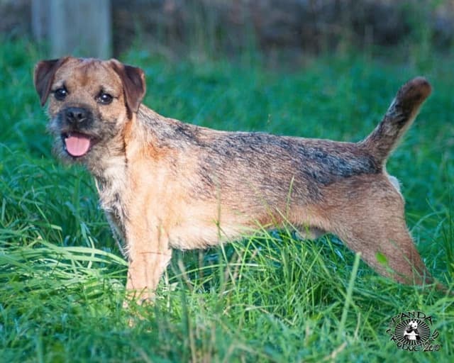 Border Terrier Puppies media 11