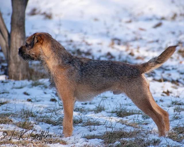 Border Terrier Puppies media 12