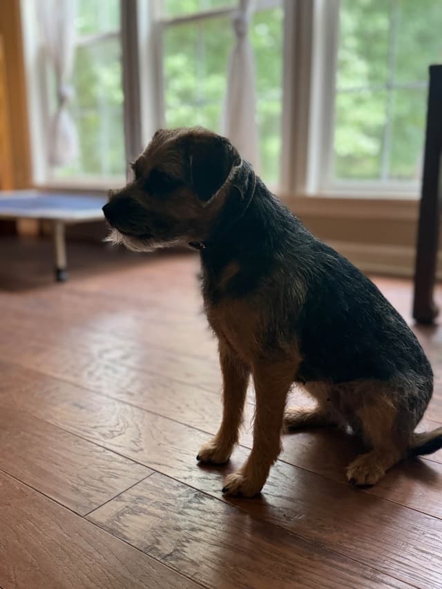 Border Terrier Puppies media 14