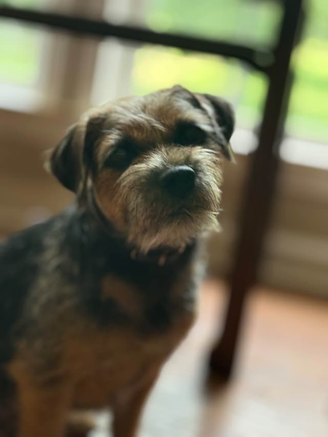 Border Terrier Puppies media 13