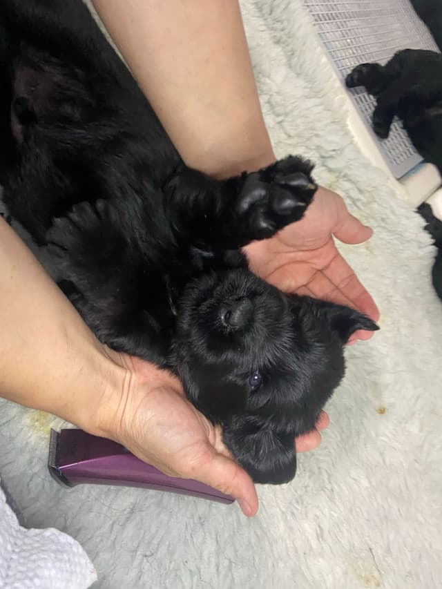 Giant Schnauzer Puppies media 2