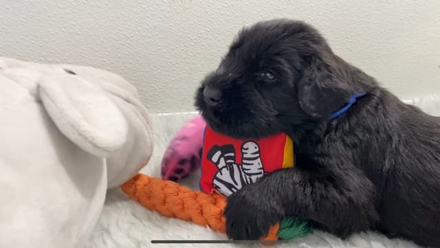 Giant Schnauzer Puppies media 3