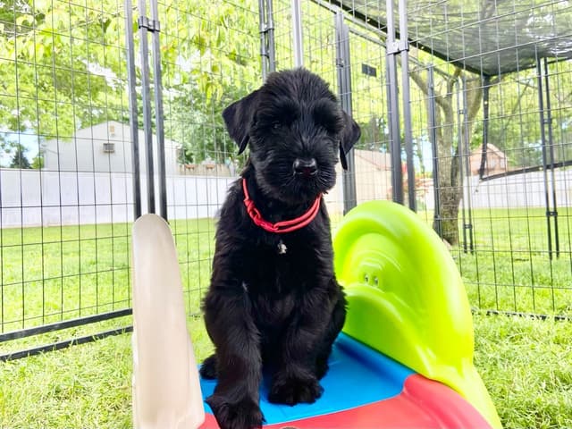 Giant Schnauzer Puppies media 4