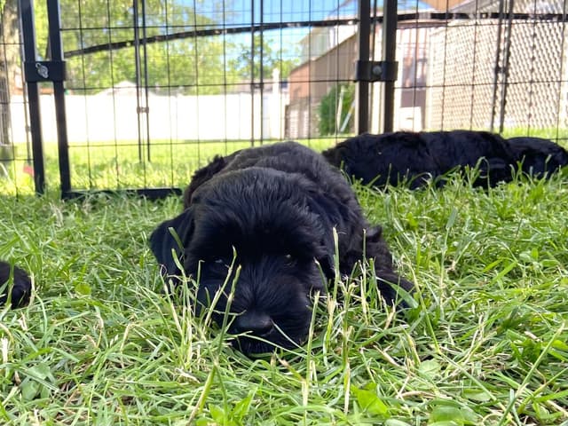 Giant Schnauzer Puppies media 5