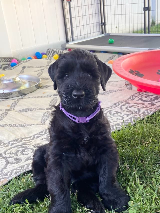 Giant Schnauzer Puppies media 6