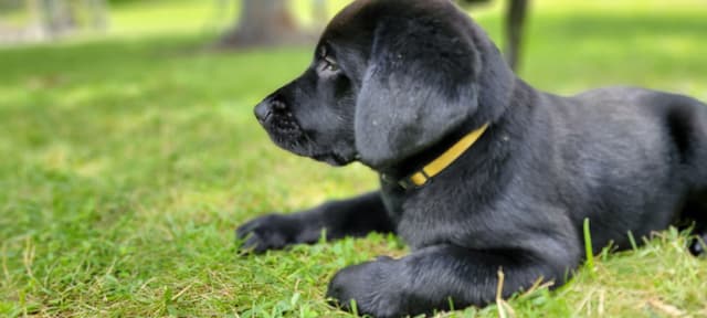 Labrador Retriever Puppy - Last One!  - Elk, River MN media 2
