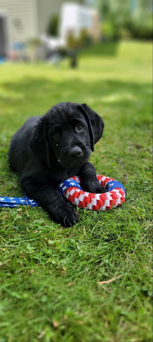 Labrador Retriever Puppy - Last One!  - Elk, River MN media 3