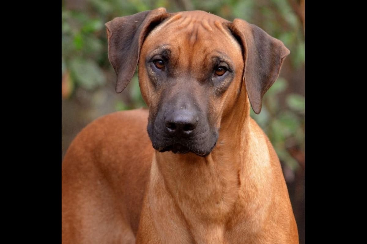 Rhodesian Ridgeback Puppies breeder image 1