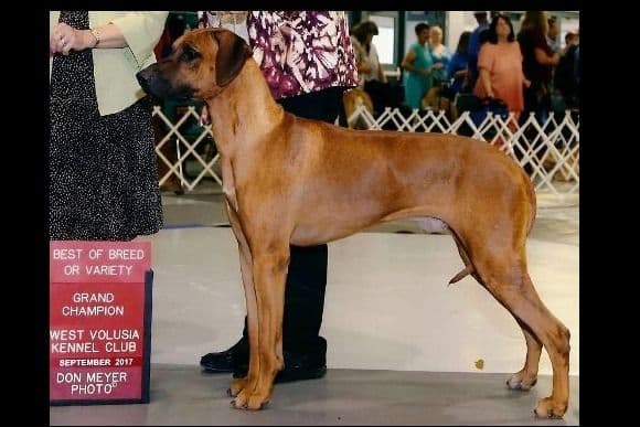 Rhodesian Ridgeback Puppies breeder image 2