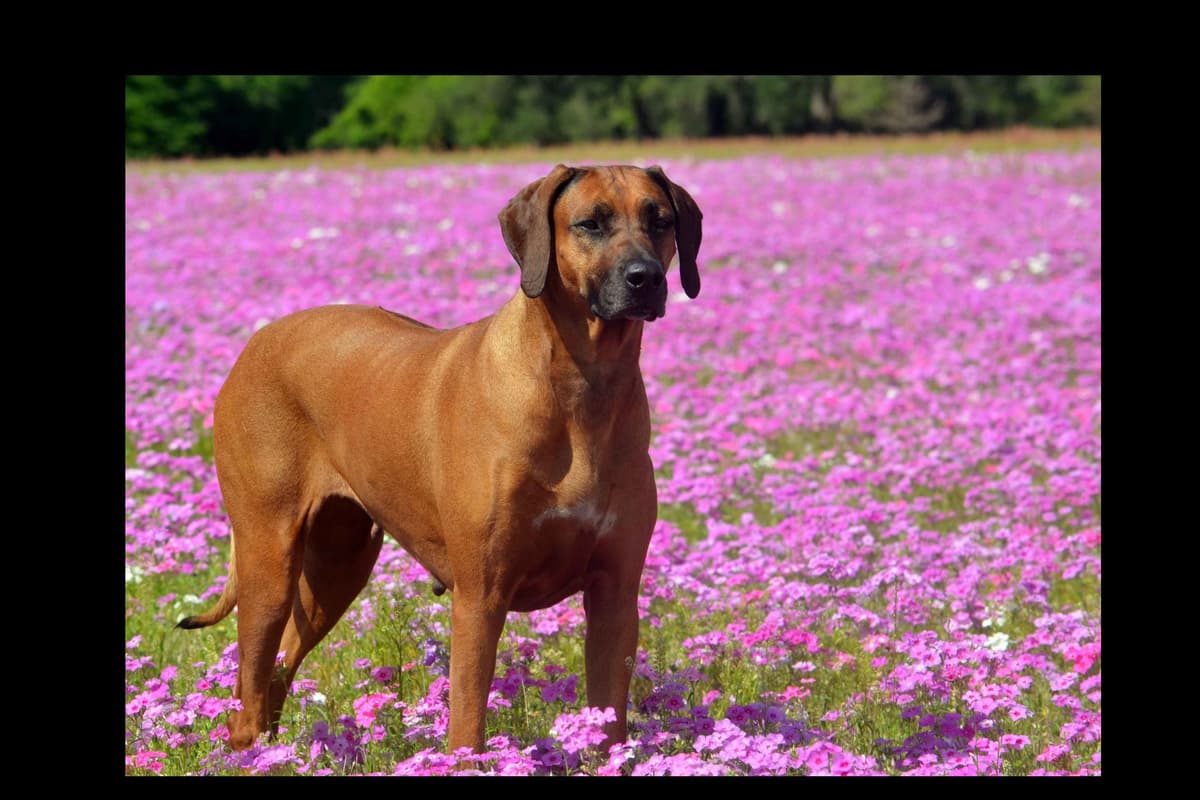 Rhodesian Ridgeback Puppies breeder image 4