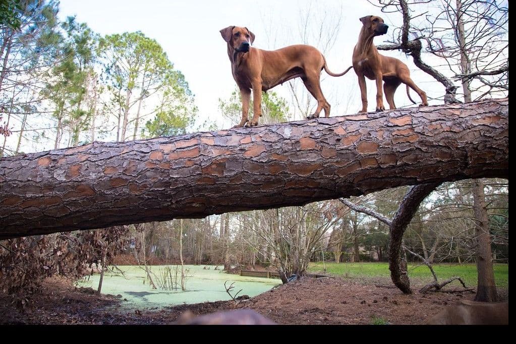 Rhodesian Ridgeback Puppies breeder image 5
