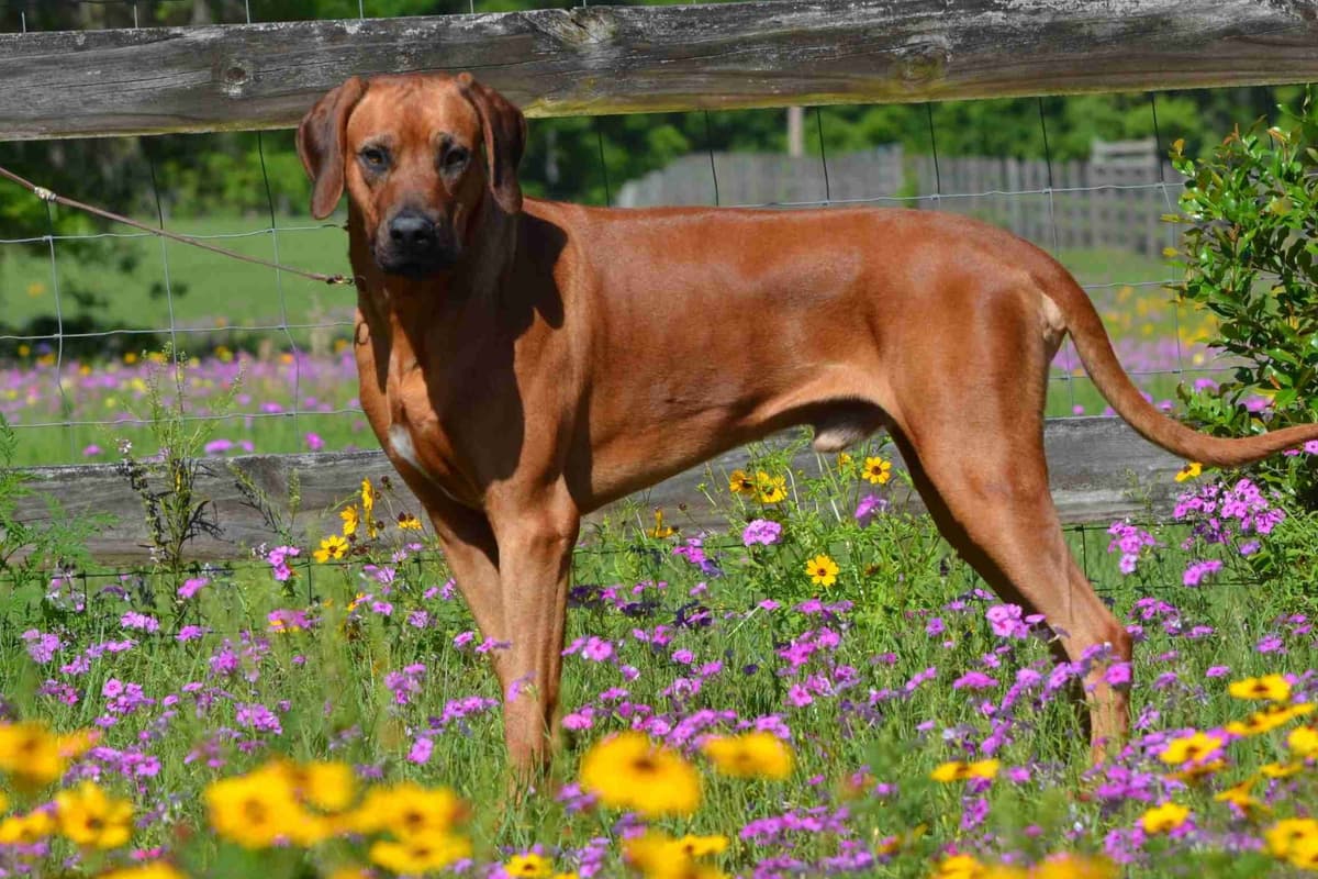 Rhodesian Ridgeback Puppies breeder image 6