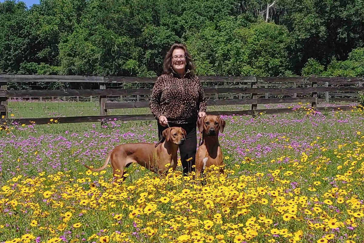 Rhodesian Ridgeback Puppies breeder image 7