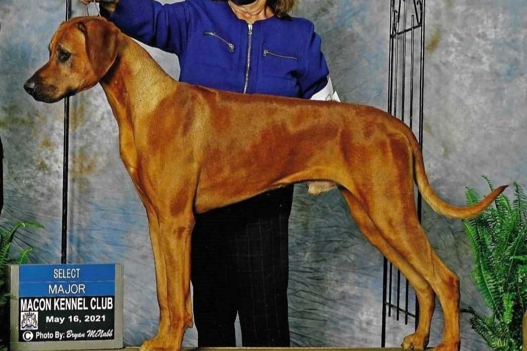 Rhodesian Ridgeback Puppies breeder image 8