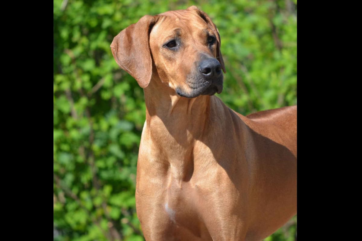 Rhodesian Ridgeback Puppies breeder image 10