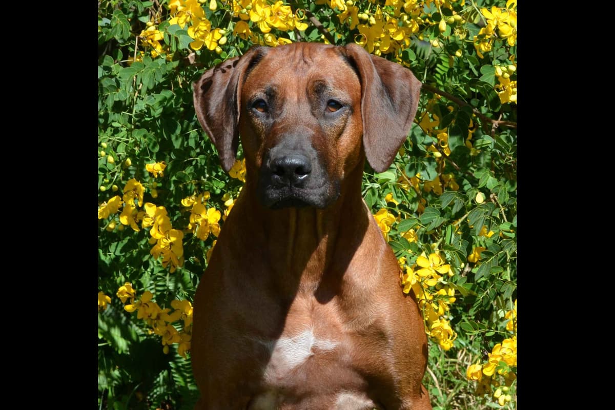 Rhodesian Ridgeback Puppies breeder image 11