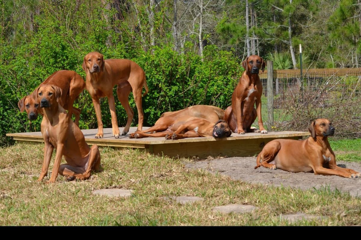 Rhodesian Ridgeback Puppies breeder image 12