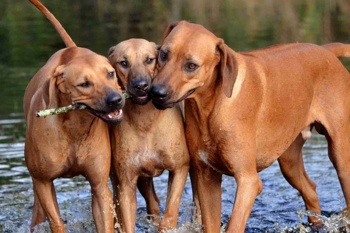 Rhodesian Ridgeback Puppies breeder image 13