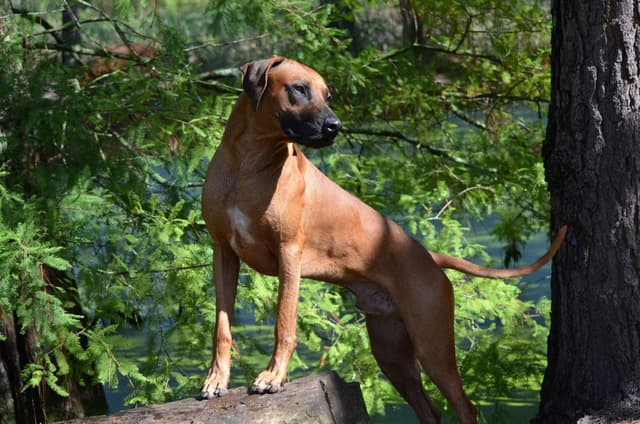 Rhodesian Ridgeback Puppies media 2
