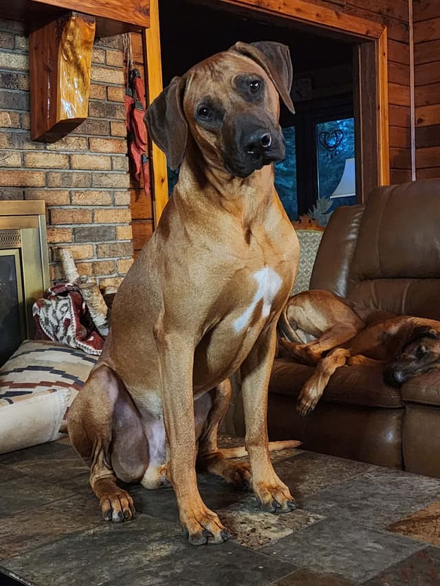 Rhodesian Ridgeback Puppies media 4