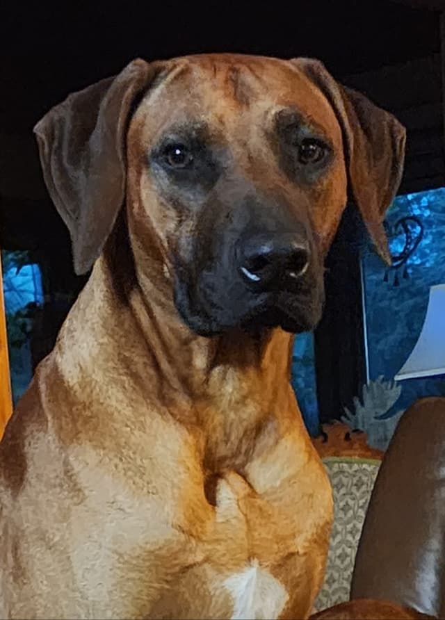 Rhodesian Ridgeback Puppies media 3