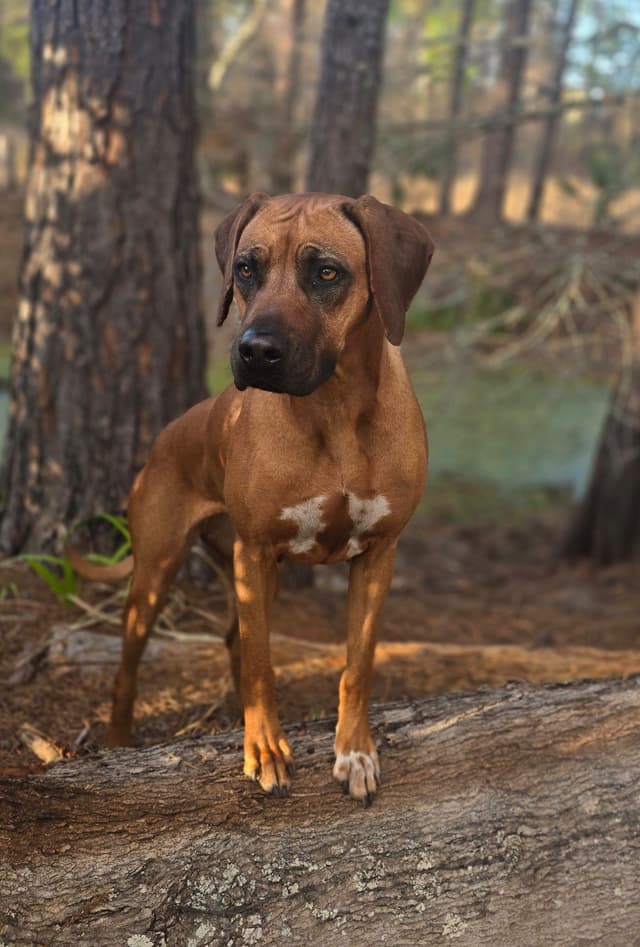 Rhodesian Ridgeback Puppies media 6