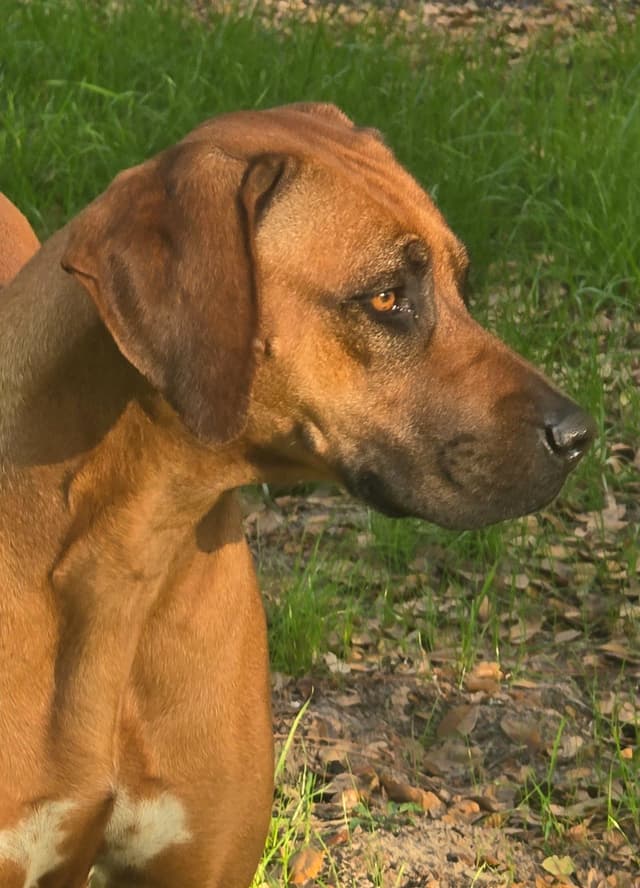 Rhodesian Ridgeback Puppies media 7