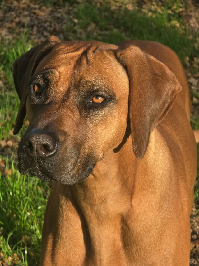 Rhodesian Ridgeback Puppies media 8