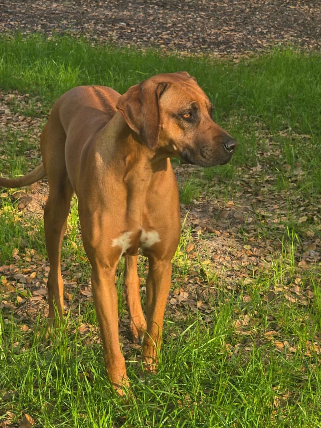 Rhodesian Ridgeback Puppies media 9