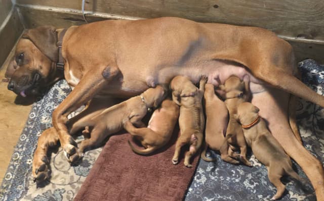 Rhodesian Ridgeback Puppies media 10