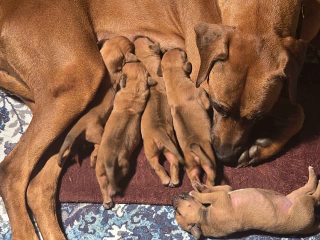 Rhodesian Ridgeback Puppies media 12
